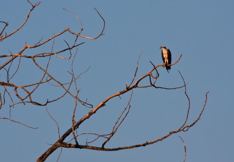 Osprey In Tree